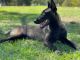 Belgian Shepherd Puppies for sale in Portland, OR, USA. price: NA
