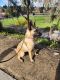 Belgian Shepherd Puppies for sale in Orange County, CA, USA. price: NA