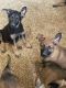 Belgian Shepherd Puppies for sale in Jurupa Valley, CA, USA. price: NA