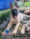 Belgian Shepherd Puppies for sale in Decatur, MI 49045, USA. price: NA