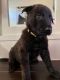 Belgian Shepherd Puppies for sale in Parker, CO 80134, USA. price: $1,000