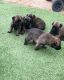 Belgian Shepherd Puppies