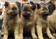 Belgian Shepherd Puppies for sale in Riverside, CA, USA. price: NA