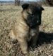 Belgian Shepherd Puppies for sale in Dallas, TX, USA. price: NA