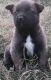 Belgian Shepherd Puppies for sale in Ducor, CA 93218, USA. price: NA