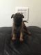 Belgian Shepherd Puppies for sale in Denver, CO, USA. price: NA