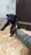 Belgian Shepherd Puppies for sale in California Ave, South Gate, CA 90280, USA. price: NA