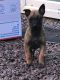 Belgian Shepherd Puppies for sale in Maryland City, MD, USA. price: NA