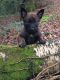 Belgian Shepherd Puppies for sale in Los Angeles, CA, USA. price: NA