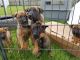 Belgian Shepherd Puppies for sale in Atlanta, GA, USA. price: NA