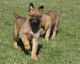 Belgian Shepherd Puppies for sale in San Diego, CA, USA. price: NA