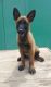 Belgian Shepherd Puppies for sale in Orlando, FL, USA. price: NA