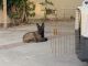 Belgian Shepherd Puppies for sale in North Hollywood, Los Angeles, CA, USA. price: $500