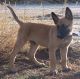 Belgian Shepherd Puppies for sale in Cranberry Twp, PA, USA. price: NA