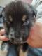 Belgian Shepherd Puppies for sale in Ville Platte, LA 70586, USA. price: NA