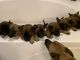 Belgian Shepherd Puppies for sale in Avondale, AZ, USA. price: $750