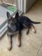 Belgian Shepherd Puppies for sale in Brentwood, CA 94513, USA. price: NA