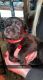 Belgian Shepherd Puppies for sale in Bainbridge, NY 13733, USA. price: $900