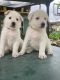 Belgian Shepherd Puppies for sale in Homestead, FL, USA. price: NA