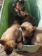 Belgian Shepherd Puppies for sale in St. Louis, MO, USA. price: $700
