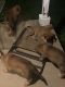 Belgian Shepherd Puppies for sale in Kingston, OH 45644, USA. price: NA