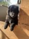Belgian Shepherd Dog (Groenendael) Puppies for sale in Loomis, CA, USA. price: $600