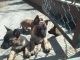 Belgian Shepherd Dog (Groenendael) Puppies for sale in Bengaluru, Karnataka 560001, India. price: 60000 INR