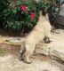 Belgian Shepherd Dog (Groenendael) Puppies for sale in Indianapolis, IN, USA. price: NA