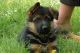 Belgian Shepherd Dog (Groenendael) Puppies for sale in Indianapolis, IN, USA. price: NA