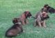 Belgian Shepherd Dog (Groenendael) Puppies for sale in New York, NY, USA. price: NA