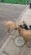 Belgian Shepherd Dog (Groenendael) Puppies for sale in El Paso, TX, USA. price: $500