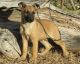 Belgian Shepherd Dog (Laekenois) Puppies for sale in Overland Park, KS, USA. price: NA