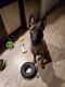 Belgian Shepherd Dog (Malinois) Puppies for sale in New York, NY, USA. price: $2,000