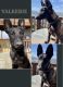 Belgian Shepherd Dog (Malinois) Puppies for sale in Kern County, CA, USA. price: $200