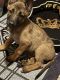 Belgian Shepherd Dog (Malinois) Puppies for sale in McHenry, IL, USA. price: $500