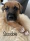 Belgian Shepherd Dog (Malinois) Puppies for sale in Decatur, AL 35601, USA. price: $600