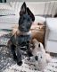 Belgian Shepherd Dog (Malinois) Puppies for sale in Michigan City, IN, USA. price: $700