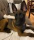 Belgian Shepherd Dog (Malinois) Puppies for sale in 17426 Trillium Ave, Oregon City, OR 97045, USA. price: NA