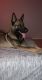 Belgian Shepherd Dog (Malinois) Puppies for sale in Mission, TX, USA. price: $400