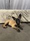 Belgian Shepherd Dog (Malinois) Puppies for sale in Sacramento, CA, USA. price: $1,200