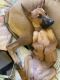 Belgian Shepherd Dog (Malinois) Puppies for sale in Highland, CA, USA. price: NA