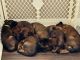 Belgian Shepherd Dog (Malinois) Puppies for sale in Arcadia, CA 91006, USA. price: $2,000