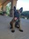Belgian Shepherd Dog (Malinois) Puppies for sale in Tucson, AZ, USA. price: $500