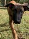 Belgian Shepherd Dog (Malinois) Puppies for sale in 114 High Blue Ave, Hawley, PA 18428, USA. price: $1,500