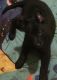 Belgian Shepherd Dog (Malinois) Puppies for sale in Hockley, TX 77447, USA. price: $500