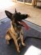 Belgian Shepherd Dog (Malinois) Puppies for sale in Mission Viejo, CA, USA. price: NA
