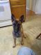 Belgian Shepherd Dog (Malinois) Puppies for sale in Versailles, KY 40383, USA. price: $800