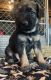 Belgian Shepherd Dog (Malinois) Puppies for sale in Petersburg, IL 62675, USA. price: NA