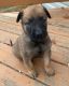 Belgian Shepherd Dog (Malinois) Puppies for sale in Suitland-Silver Hill, MD, USA. price: $1,000
