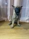 Belgian Shepherd Dog (Malinois) Puppies for sale in New Lexington, OH 43764, USA. price: NA